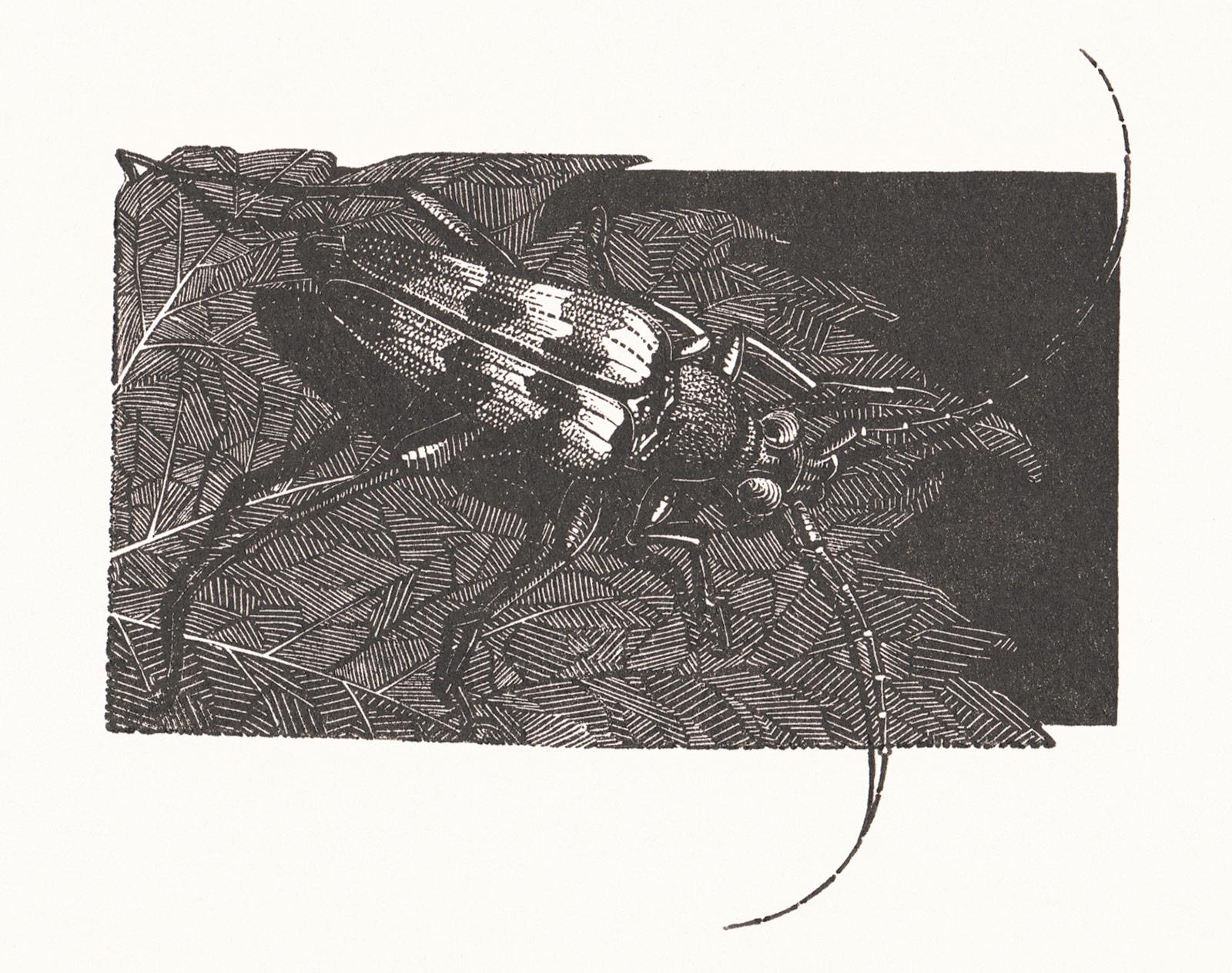 <p>Anne Desmet, Beetle, houtgravure, 2020</p>