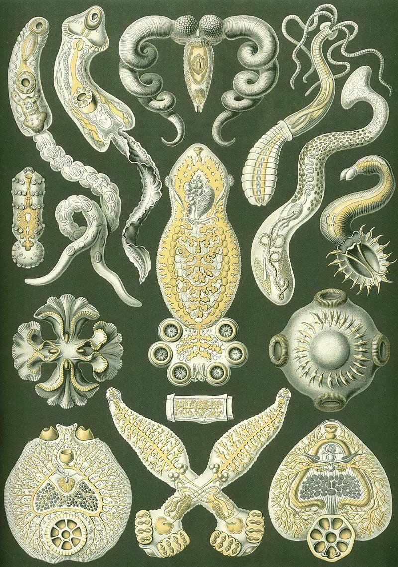 Ernst Haeckel - Kunstformen der Natur (1904), plaat 75: Platwormen
