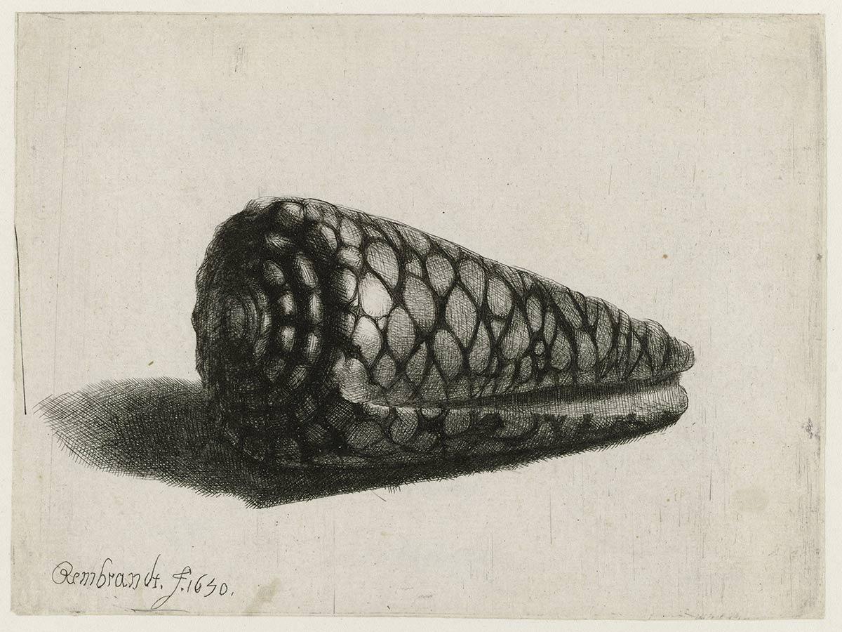 Rembrandt Harmensz. van Rijn, De schelp (Conus marmoreus), ets, droge naald en burijn, 1650. Collectie Rijksmuseum, Amsterdam