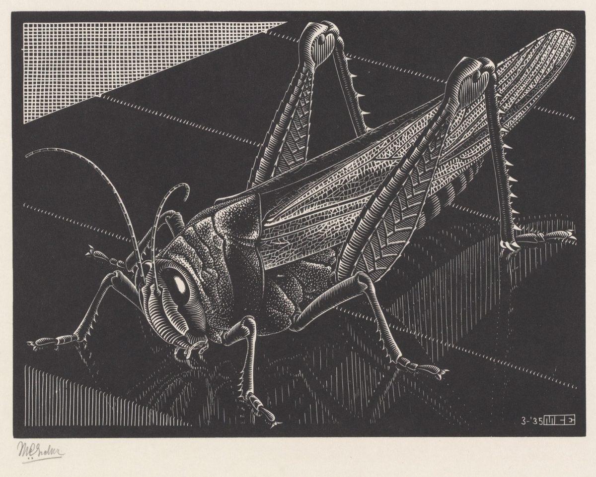 M.C. Escher, Sprinkhaan, houtgravure, maart 1935